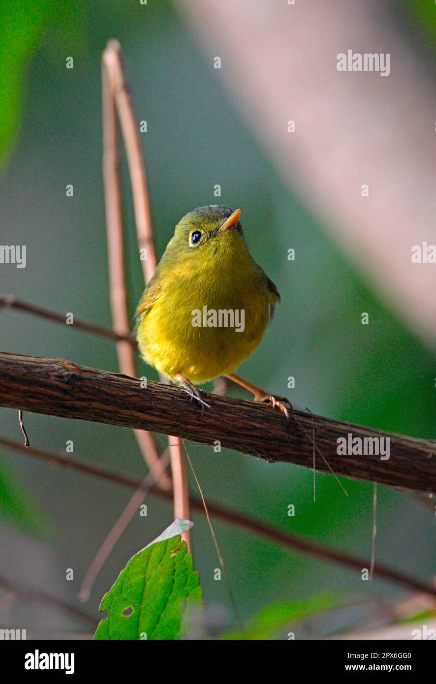 Paruline à l'or spectaculaire, oiseaux chanteurs, animaux, oiseaux, Paruline à l'or spectaculaire (Seicercus burkii) adulte, perchée sur la branche, Katmandou, Népal Banque D'Images