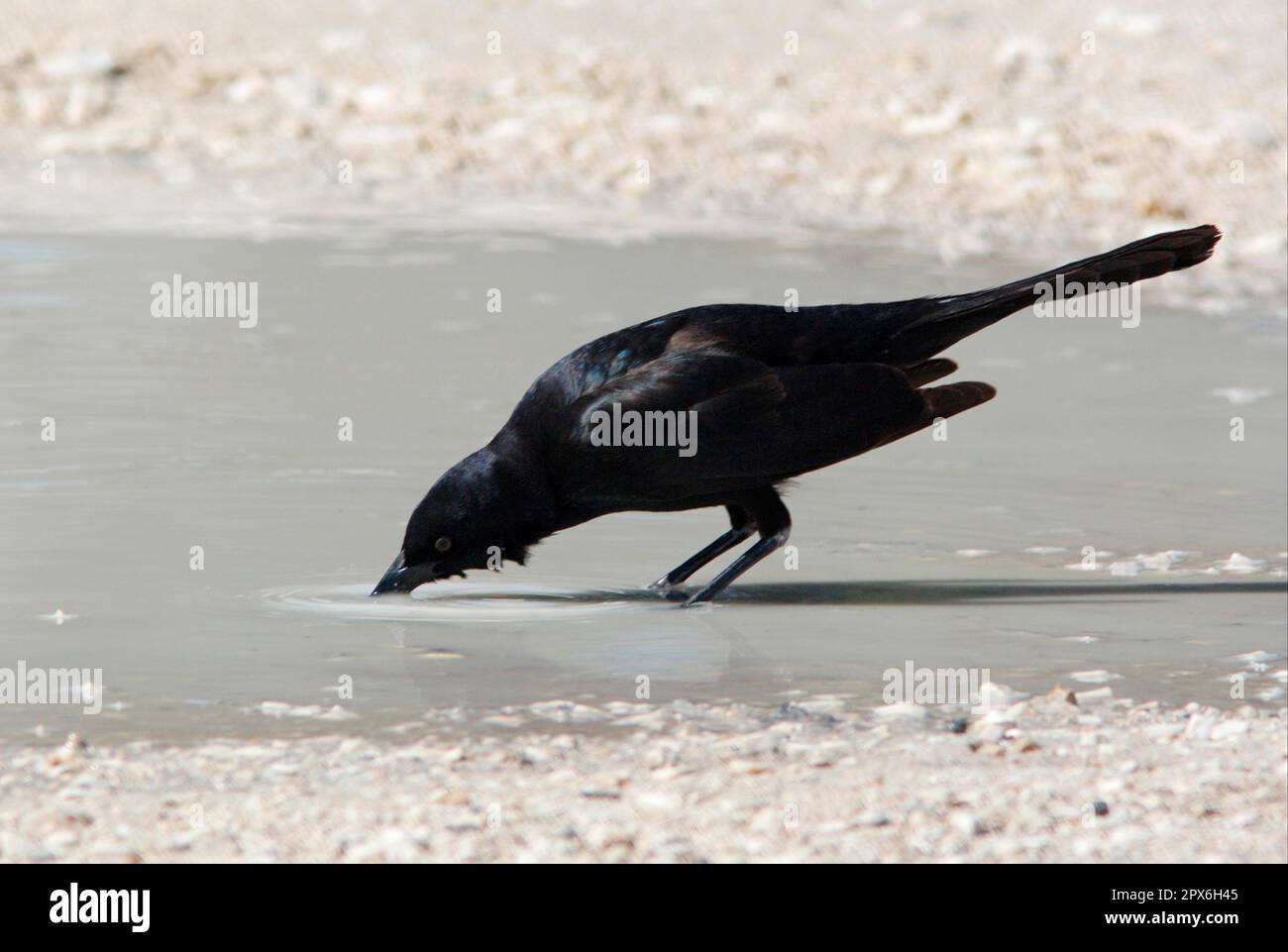 Grackle à queue de bateau (Quiscalus Major) adulte mâle, buvant de la flaque, Sanibel Island, Floride (U.) S. A. Banque D'Images