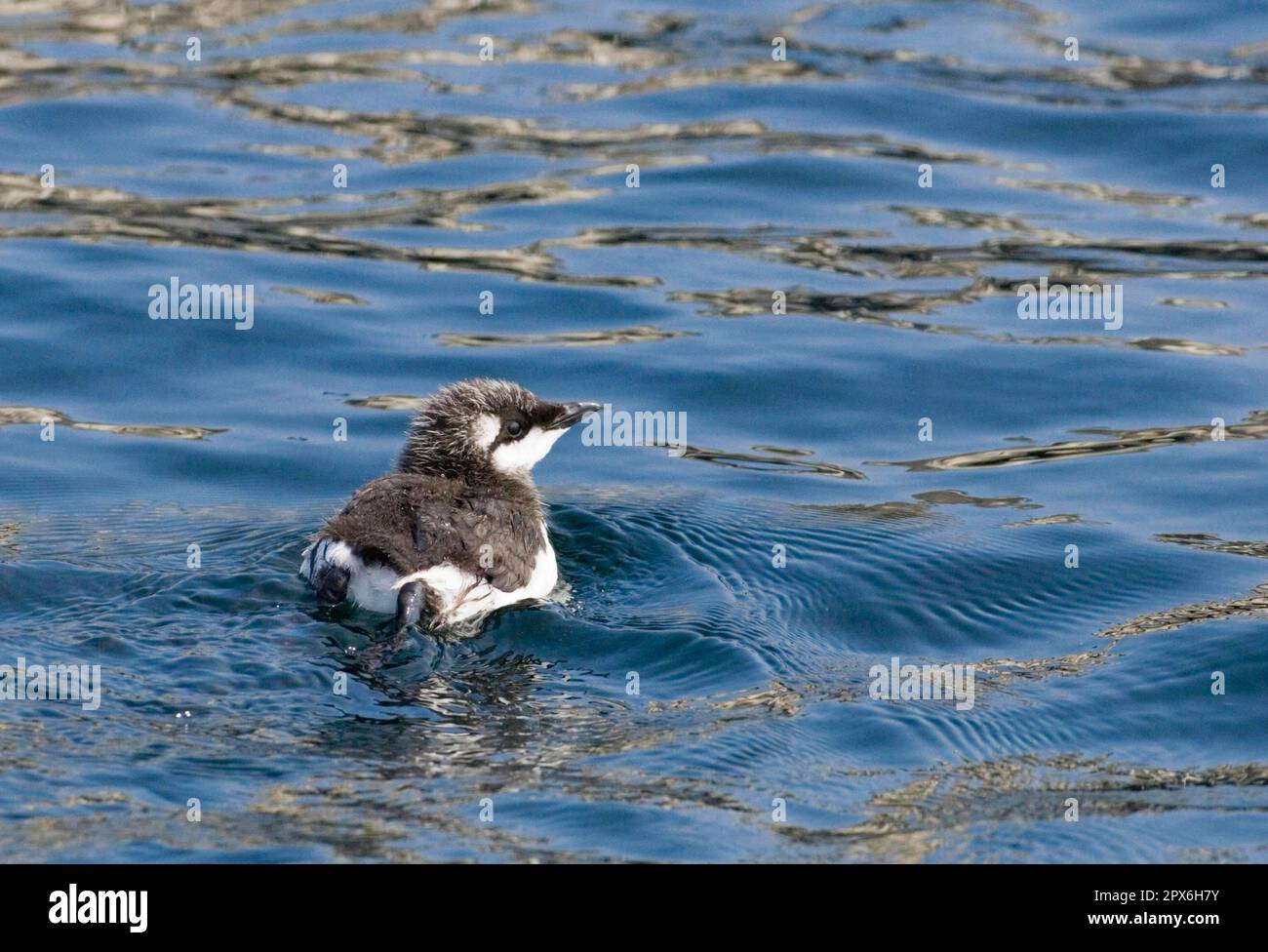 Poussin de guillemot (Uria aalge), baignade dans la mer, Fougères intérieures, Iles Fern, Northumberland, Angleterre, été Banque D'Images