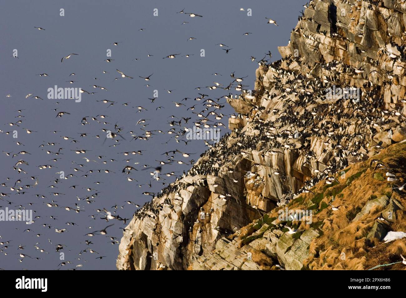 Guillemot à Guillemot commun (Uria aalge) adultes, groupe en vol, revenant aux falaises de reproduction, île Hornoya, Varanger, Norvège du Nord Banque D'Images