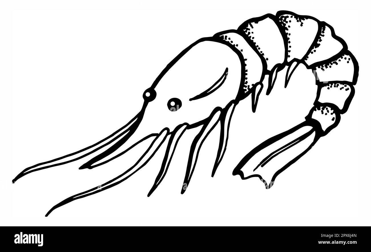 crevettes, crevettes, fruits de mer, dessin à la main, dessin, illustration rouge, noir et blanc Banque D'Images