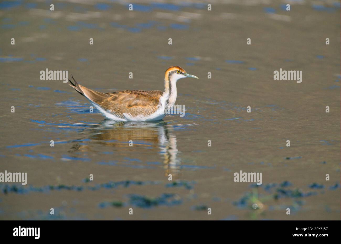 jacana à queue de faisan (Hydrophasianus chirgus), Jacana à queue de faisan, animaux, oiseaux, échassiers, Jacana à queue de faisan en eau peu profonde, en hiver Banque D'Images