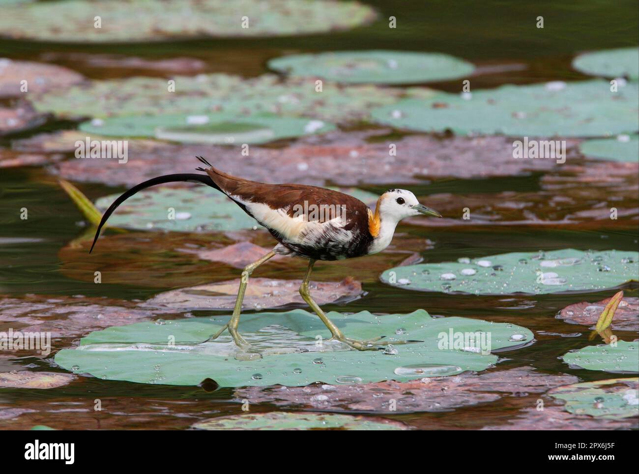 jacana à queue de faisan (Hydrophasianus chirgus), animaux, oiseaux, échassiers, Jacana à queue de faisan adulte, Marche sur les blocs de nénuphars, Sri Lanka Banque D'Images