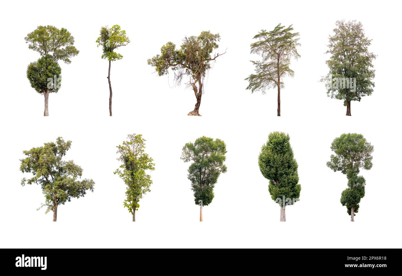 Collection d'arbres isolés sur fond blanc, Un beau arbres de Thaïlande. Banque D'Images