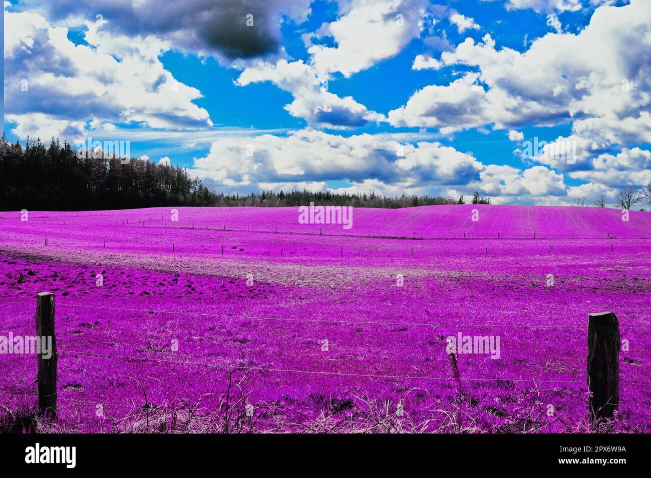 Paysage de fantaisie coloré dans un style de photo infrarouge violet asiatique Banque D'Images