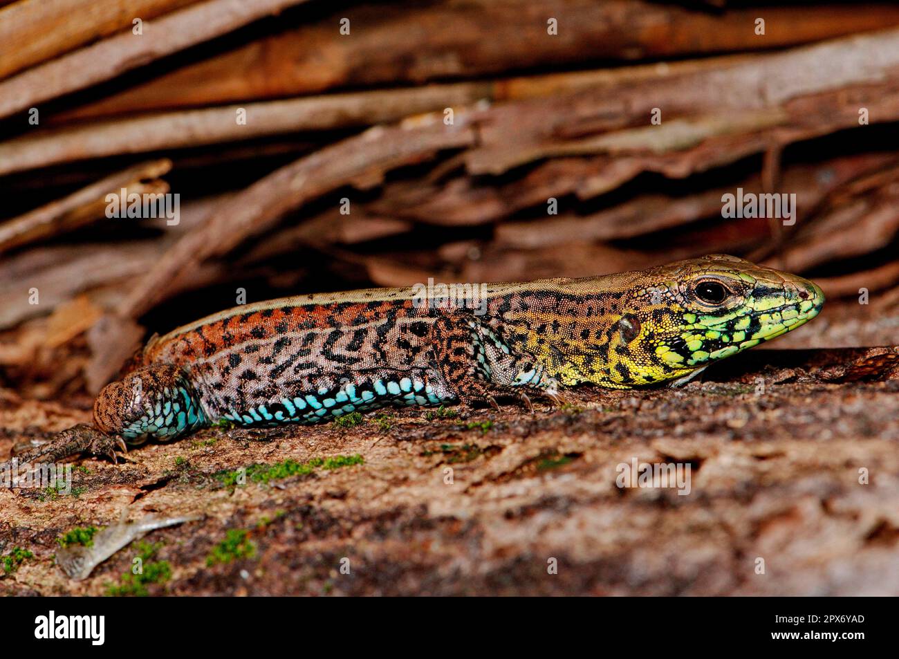 Lamellae à quatre rayures, Costa Rica Banque D'Images