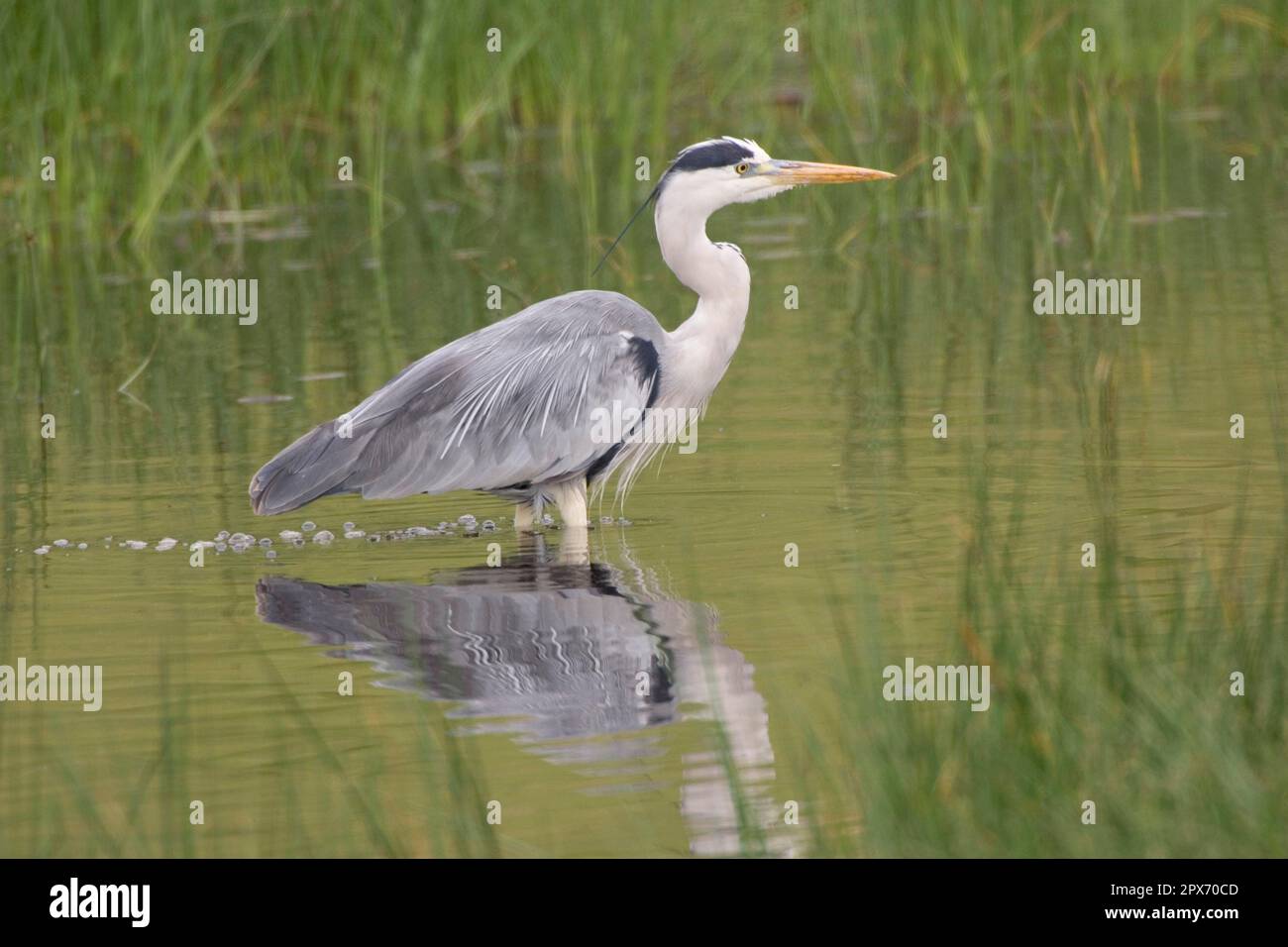 Héron gris (Ardea cinerea), debout dans l'eau, réflexion Banque D'Images