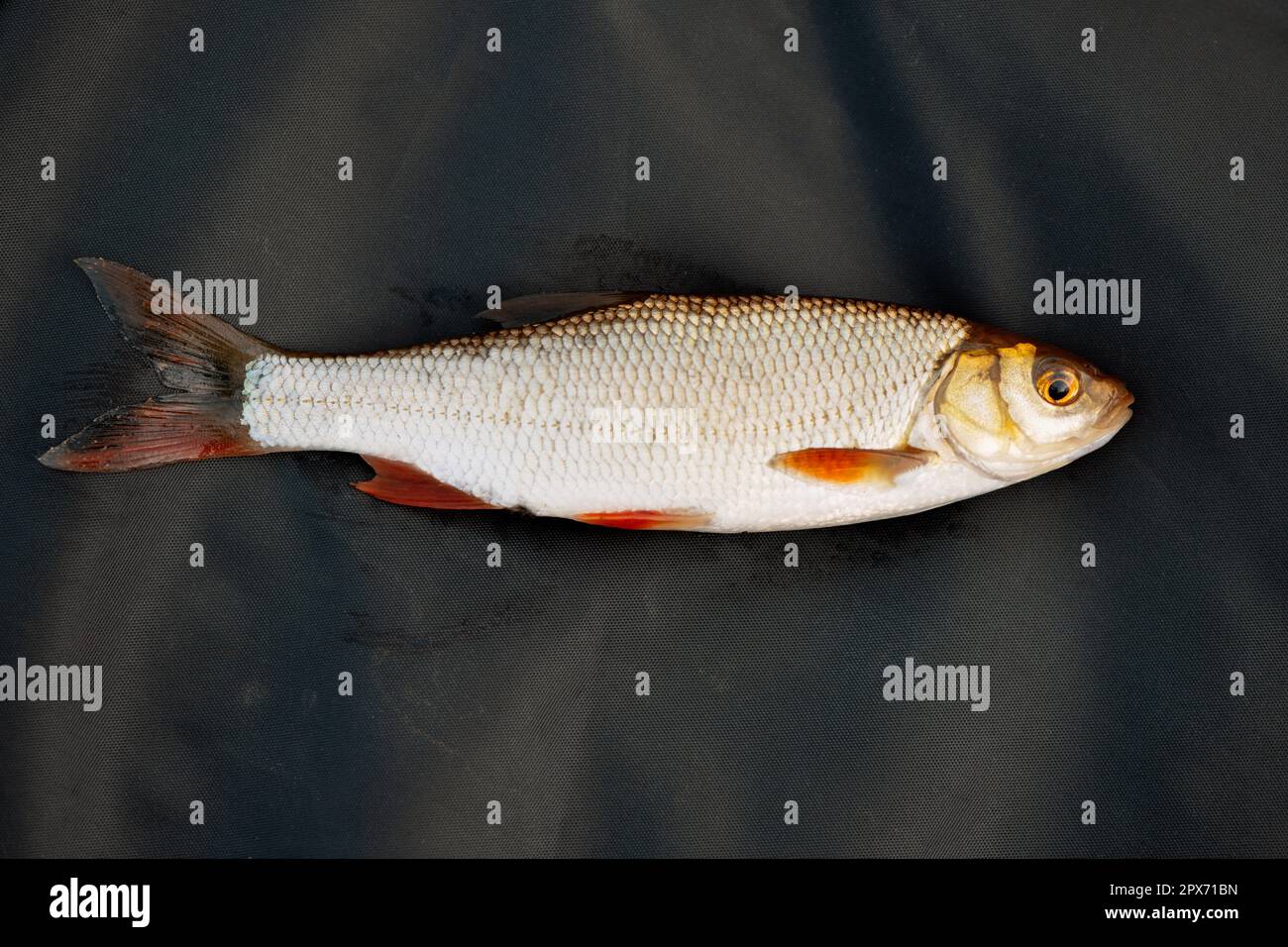 Poisson moyen allongé sur une bâche noire à l'extérieur Banque D'Images