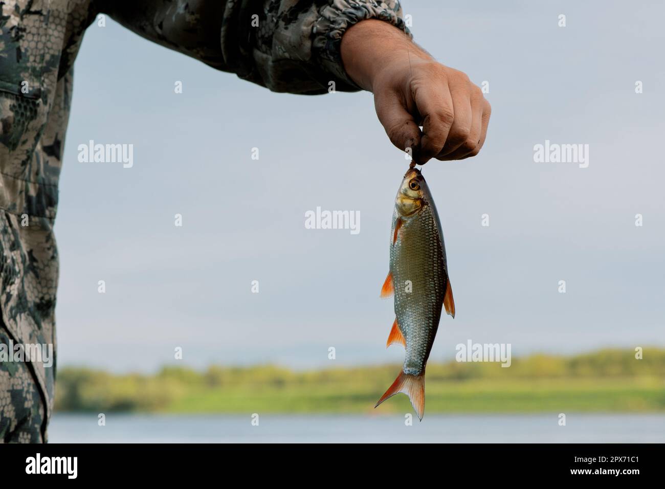 Pêcheur tenant des poissons sur la ligne de pêche à la main sur la rive, gros plan. Petit ide (Leuciscus idu) dans la main mâle à l'extérieur Banque D'Images