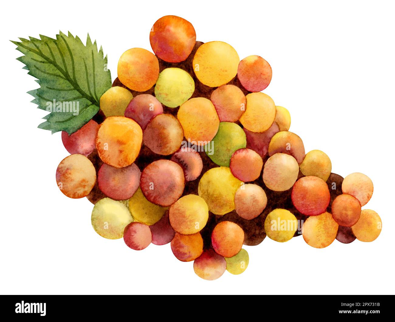Aquarelle colorée rouge jaune orange raisin avec feuille verte illustration isolée sur blanc. Été automne baies ensoleillées Banque D'Images Aquarelle colorée rouge jaune orange raisin avec feuille verte illustration isolée sur blanc. Été automne baies ensoleillées Banque D'Images