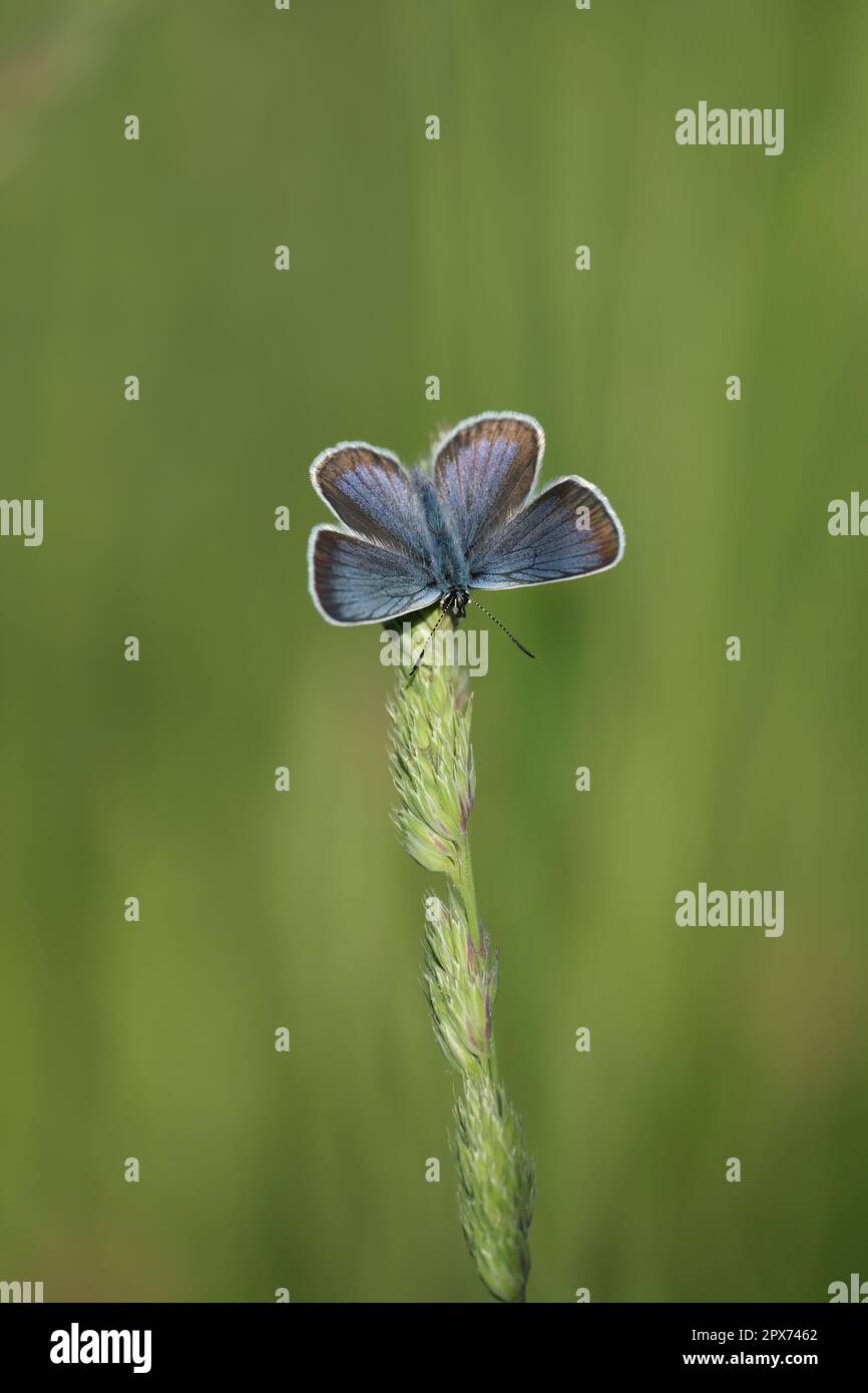 Image verticale d'un papillon bleu à clous en argent avec des ailes ouvertes reposant sur une plante Banque D'Images Image verticale d'un papillon bleu à clous en argent avec des ailes ouvertes reposant sur une plante Banque D'Images