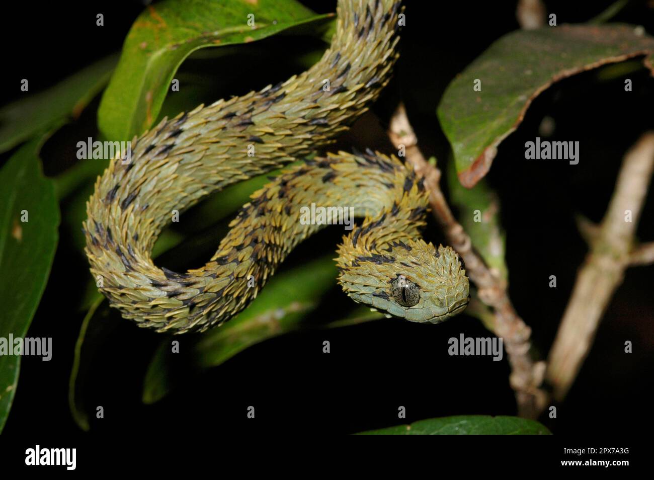 Une vipère sombre Banque D'Images