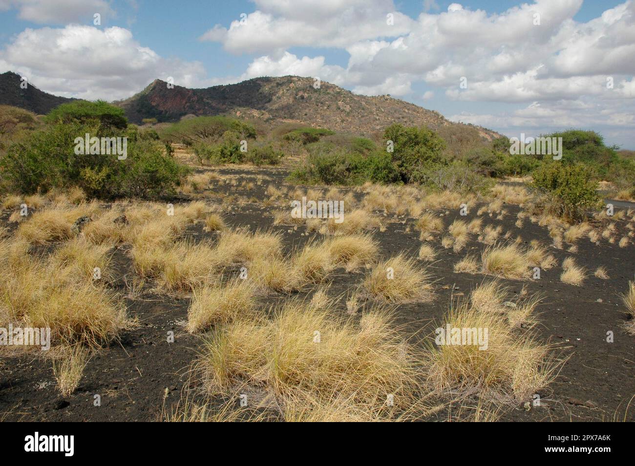 Black Lava Field à Tsavo West, Kenya Banque D'Images