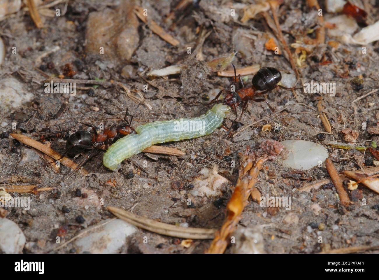 Fourmis de bois avec de la chenille peeper Banque D'Images