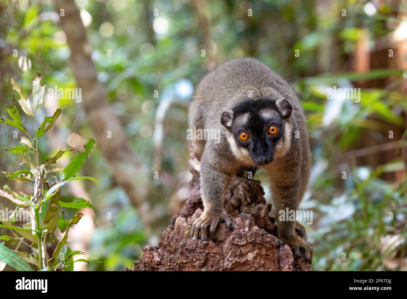 Mignon citron brun commun (Eulémur fulvus) avec les yeux orange. Animal endémique en voie de disparition sur le tronc des arbres dans l'habitat naturel, réserve Peyrieras Madagascar ex Banque D'Images