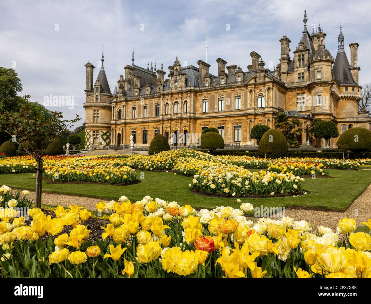 De magnifiques tulipes jaunes ( Tulipa ) en pleine floraison sur le parterre à Waddesdon Manor, Buckinghamshire Banque D'Images