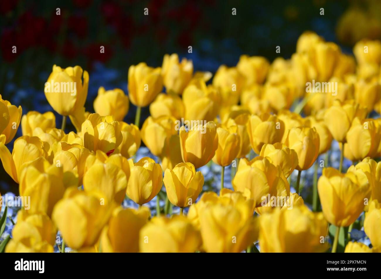 Le jardin de tulipes est au Japon. Au printemps, le Japon devient de plus en plus beau. Banque D'Images