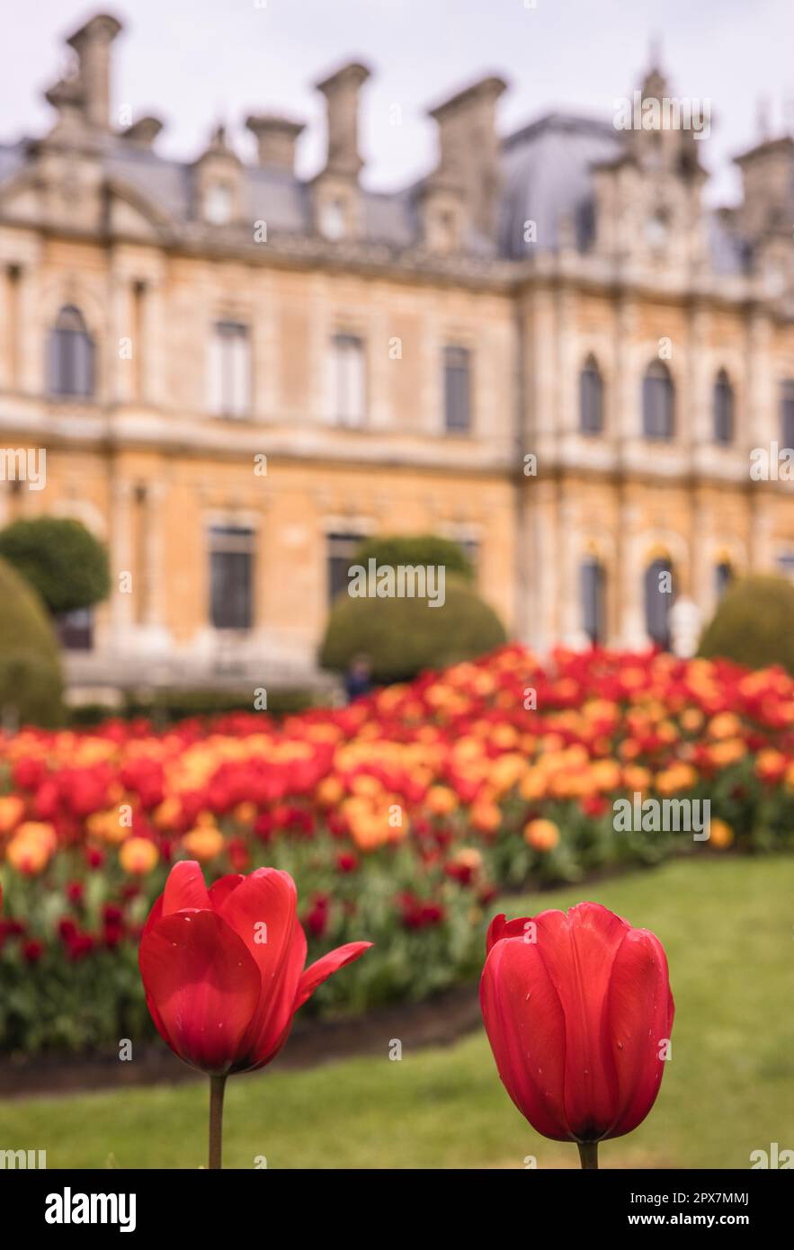 Magnifique Tulips orange et rouge ( Tulipa ) en pleine floraison sur le parterre à Waddesdon Manor, Buckinghamshire Banque D'Images