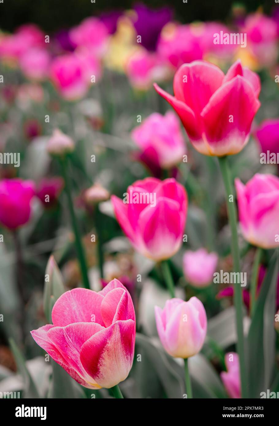 Tulipes en pleine floraison sur le parterre à Waddesdon Manor, Buckinghamshire Banque D'Images