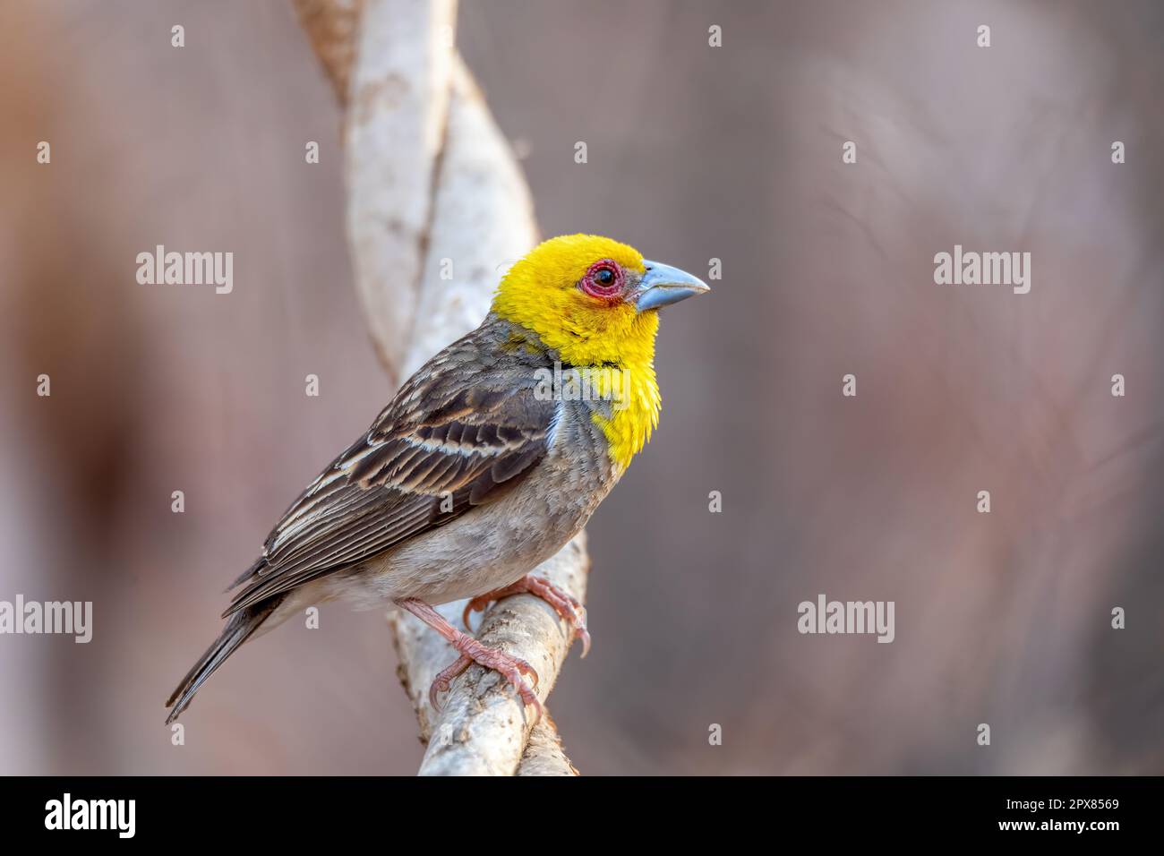 Sakalava Weaver mâle (Ploceus sakalava), oiseau jaune endémique perché sur un arbre dans les bois, Forêt de Kirindy, Madagascar faune. Banque D'Images