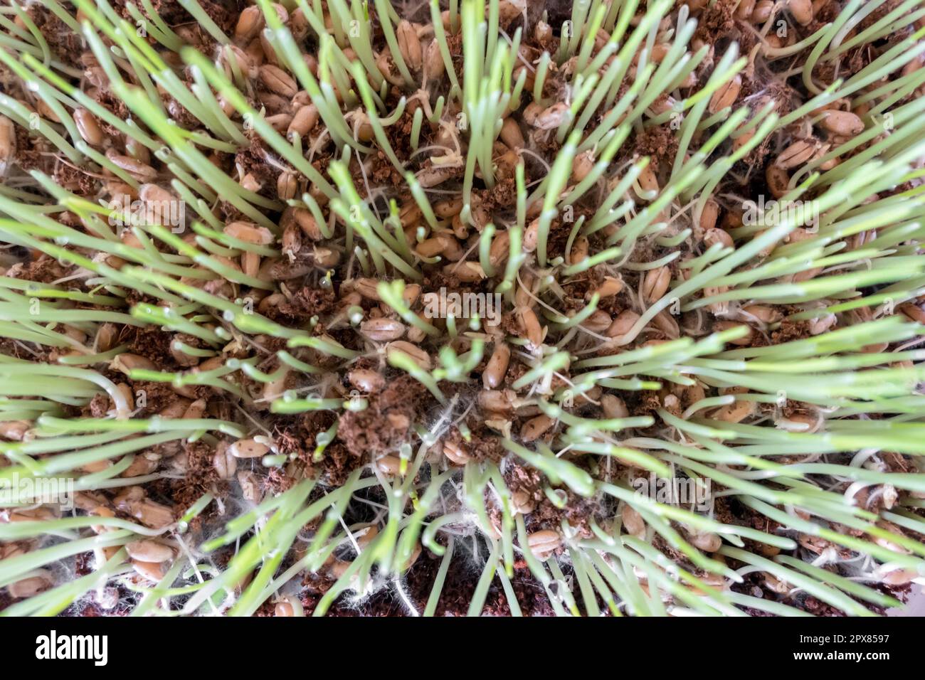 Herbe de chat (Cyperus zumula), gros plan. Nourriture saine pour chats  Photo Stock - Alamy