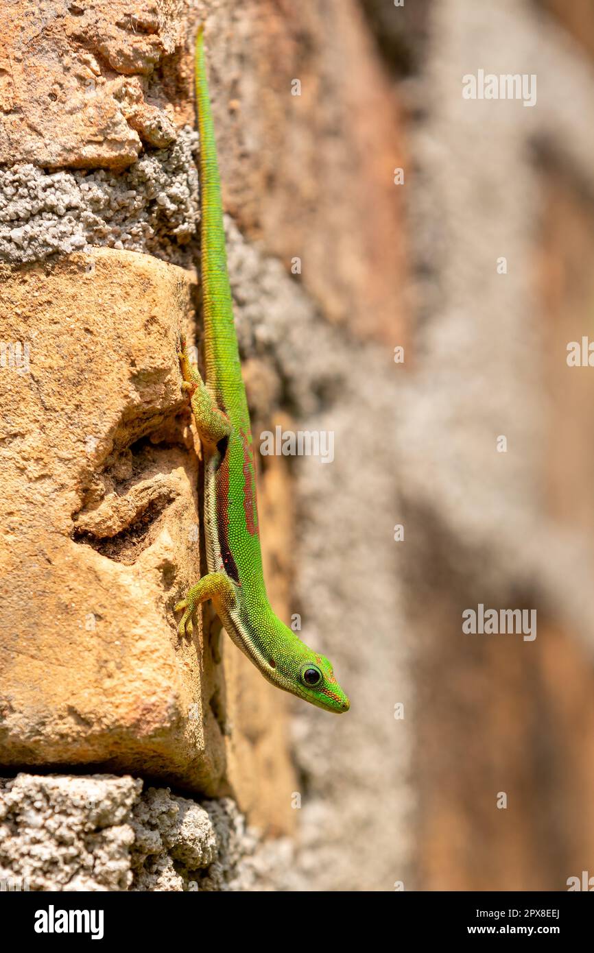 Phelsuma lineata, le gecko de jour, est une espèce de gecko diurne — free download
