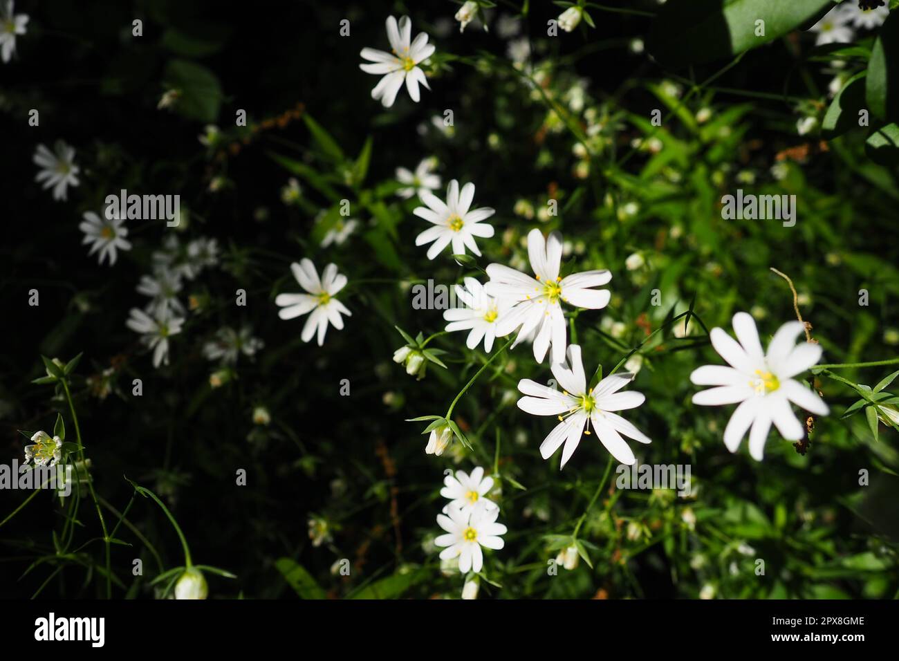 Starflower Stellaria est un genre de plantes à fleurs de la famille des Carnation. Usine de fabrication de maisons en bois. Fleurs blanches dans la forêt. Fruska Gora, Serbie. beaut Banque D'Images