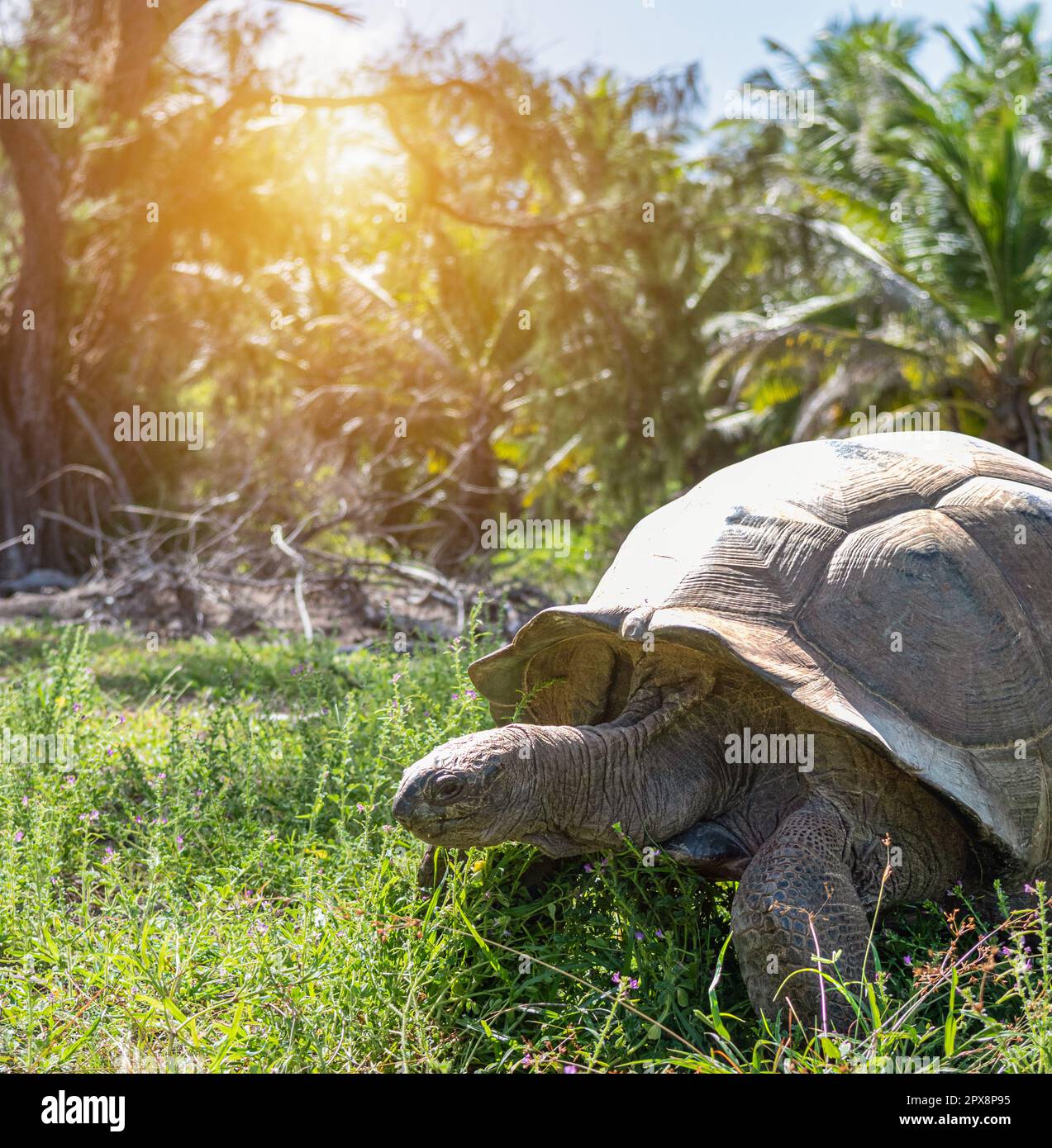 Aldabra Tortue géante sur l'herbe. Banque D'Images