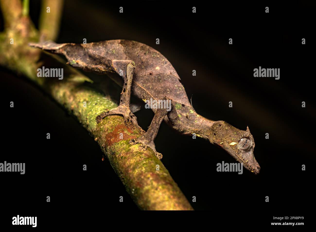 Gecko à queue de feuille satanique (Uroplatus phantasticus), Gecko à queue de feuille de cils ou Gecko à queue de feuille de Phantastic, espèce endémique bizarre de gecko. Ranom Banque D'Images