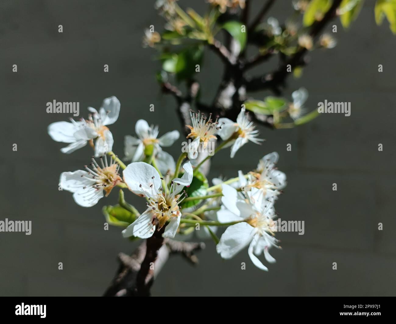 Branche en fleur de cerisier blanc en gros plan. Fleurs blanches sur fond sombre, mise au point sélective. Banque D'Images