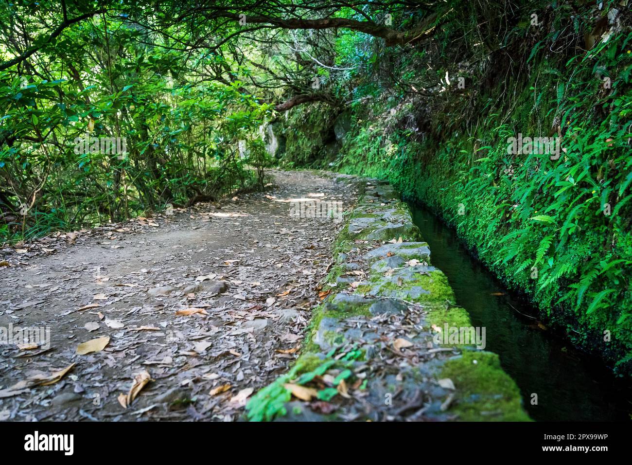 Sentier de randonnée dans la forêt à Levada do Caldeirao Verde Trail, île de Madère, Portugal. Banque D'Images