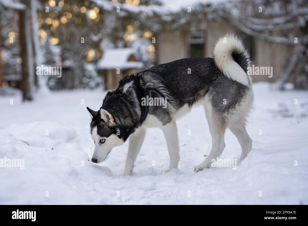 husky sibérien debout dans la cour et sniff quelque chose Banque D'Images