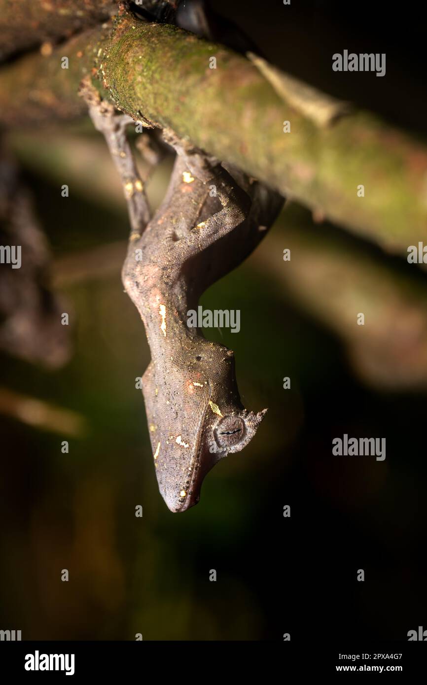 Gecko à queue de feuille satanique (Uroplatus phantasticus), Gecko à queue de feuille de cils ou Gecko à queue de feuille de Phantastic, espèce endémique bizarre de gecko. Ranom Banque D'Images