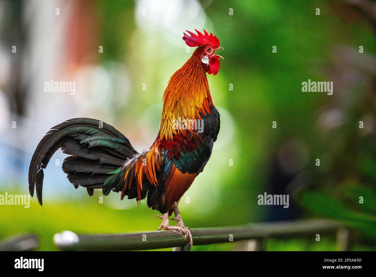 Un rooster rouge de junglewhid croquant dans un domaine de logement public, Singapour Banque D'Images