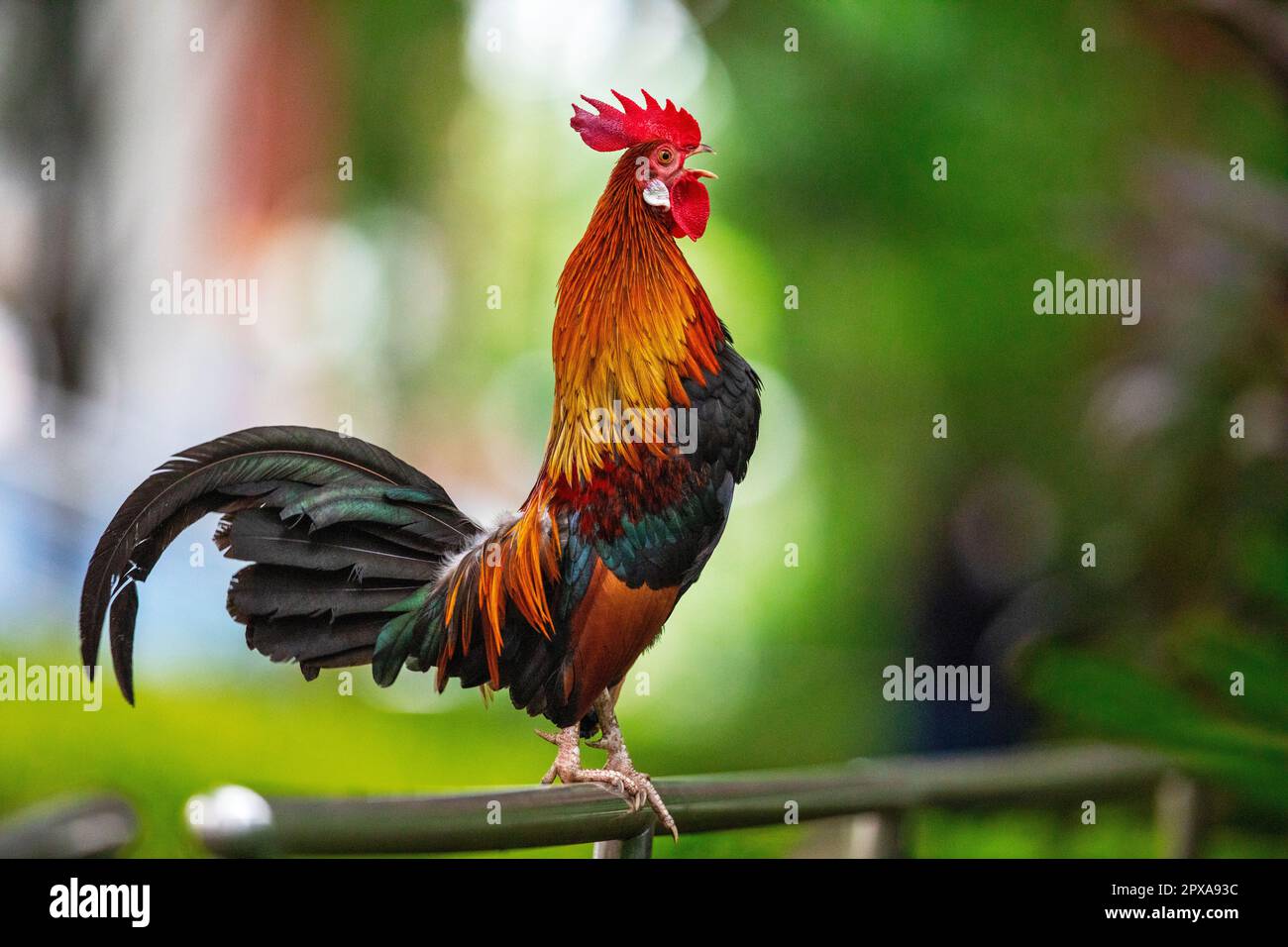 Un rooster rouge de junglewhid croquant dans un domaine de logement public, Singapour Banque D'Images
