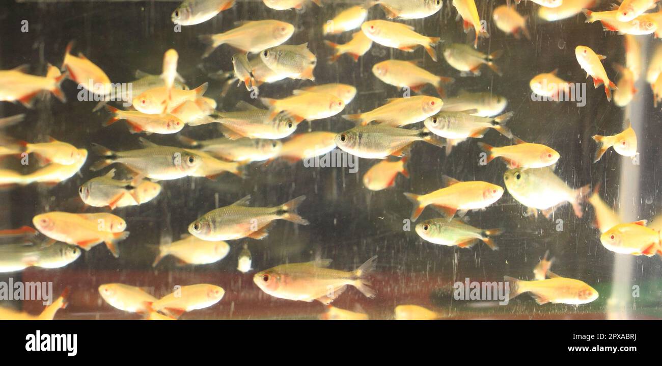 guppy poissons comme arrière-plan animal très agréable Banque D'Images