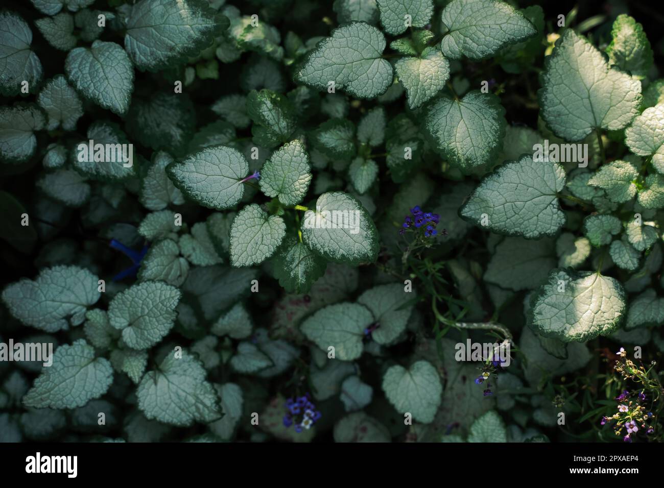 Feuilles vertes bicolore avec arrière-plan clair appliqué. Lamium maculatum l'ortie morte tachetée Banque D'Images