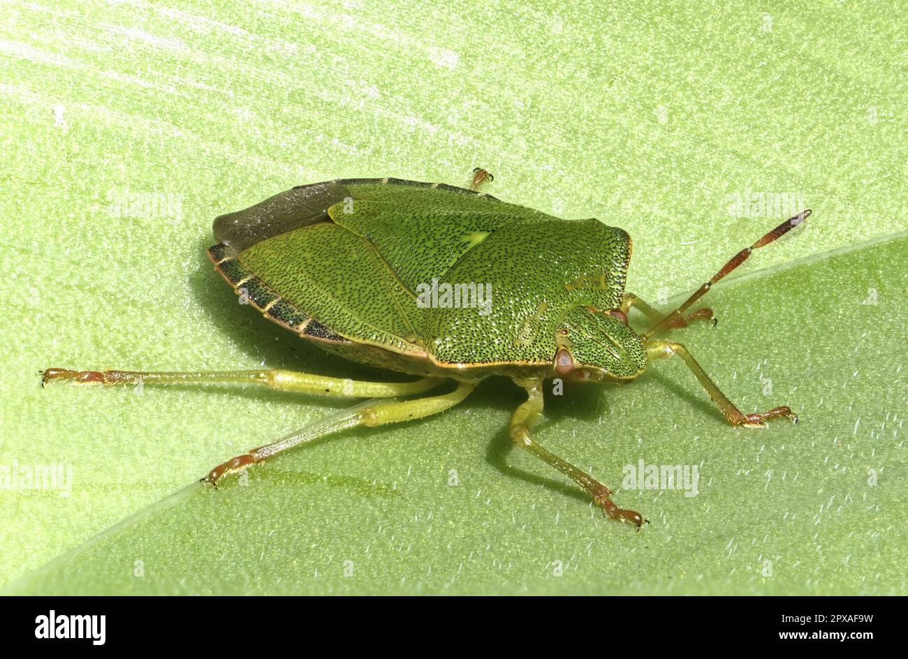 Insecte vert de bouclier commun / insecte vert de slink (Palomena prasina) Banque D'Images