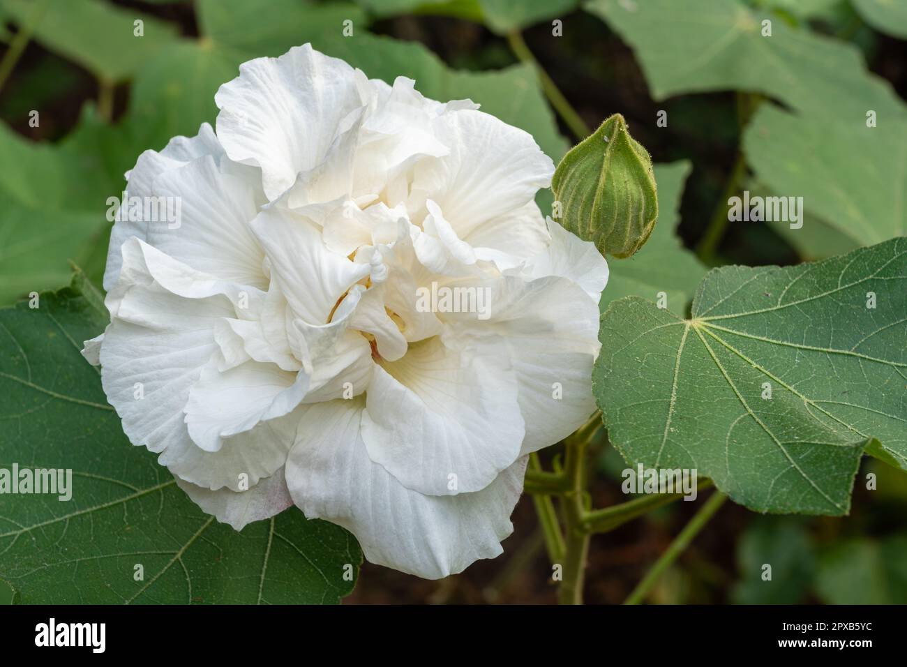 Vue rapprochée de fleurs d'hibiscus mutabilis blanc frais alias Confederate rose ou Dixie rosemallow avec des feuilles et des bourgeons à l'extérieur dans le jardin tropical Banque D'Images