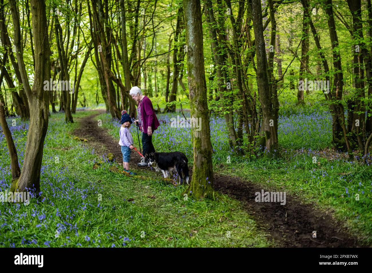 Grand-mère marchant dans le bois de bluebell avec petit-enfant et border le chemin de collie entre les cloches Banque D'Images