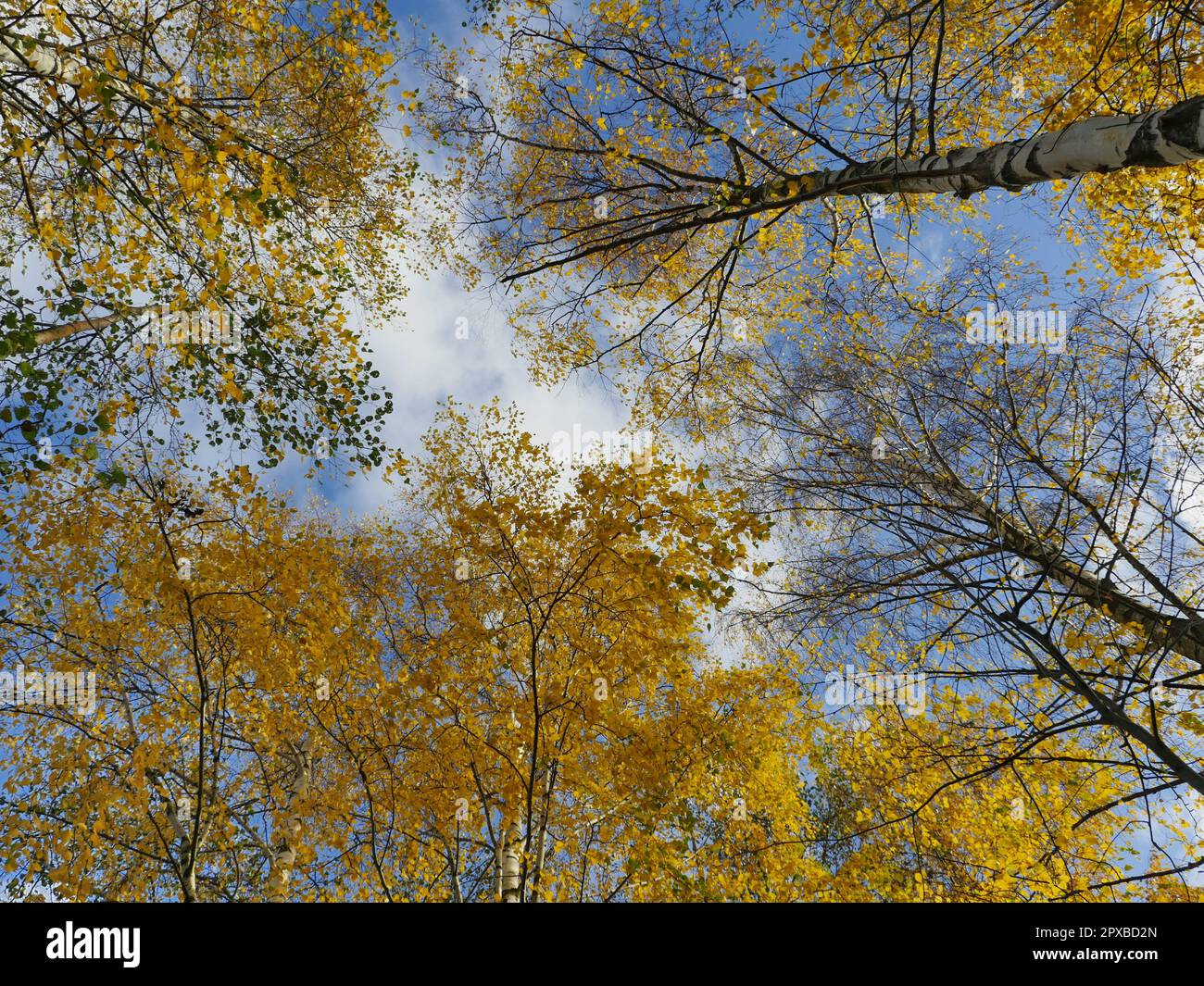 ciel avec des nuages sur de grands arbres avec des feuilles jaunes automne Banque D'Images