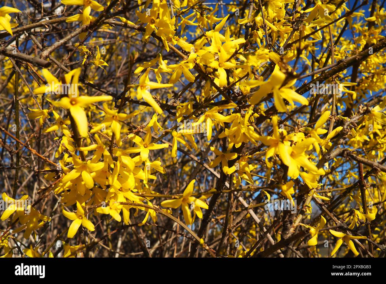 Forsythia est un genre d'arbustes et de petits arbres de la famille des oliviers. Nombreuses fleurs jaunes sur les branches et les pousses. Classe Dicotyledonous Order Lamiace Banque D'Images