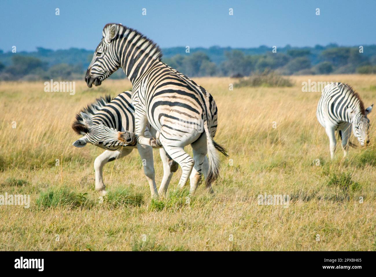 Deux zébrures jouent les uns avec les autres dans la savane africaine, et s'amusent.Safari, beauté dans la nature. Banque D'Images