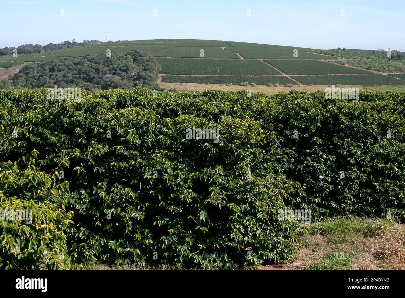 Voir la ferme avec la plantation de café au Brésil - Cafe do Brasil Banque D'Images