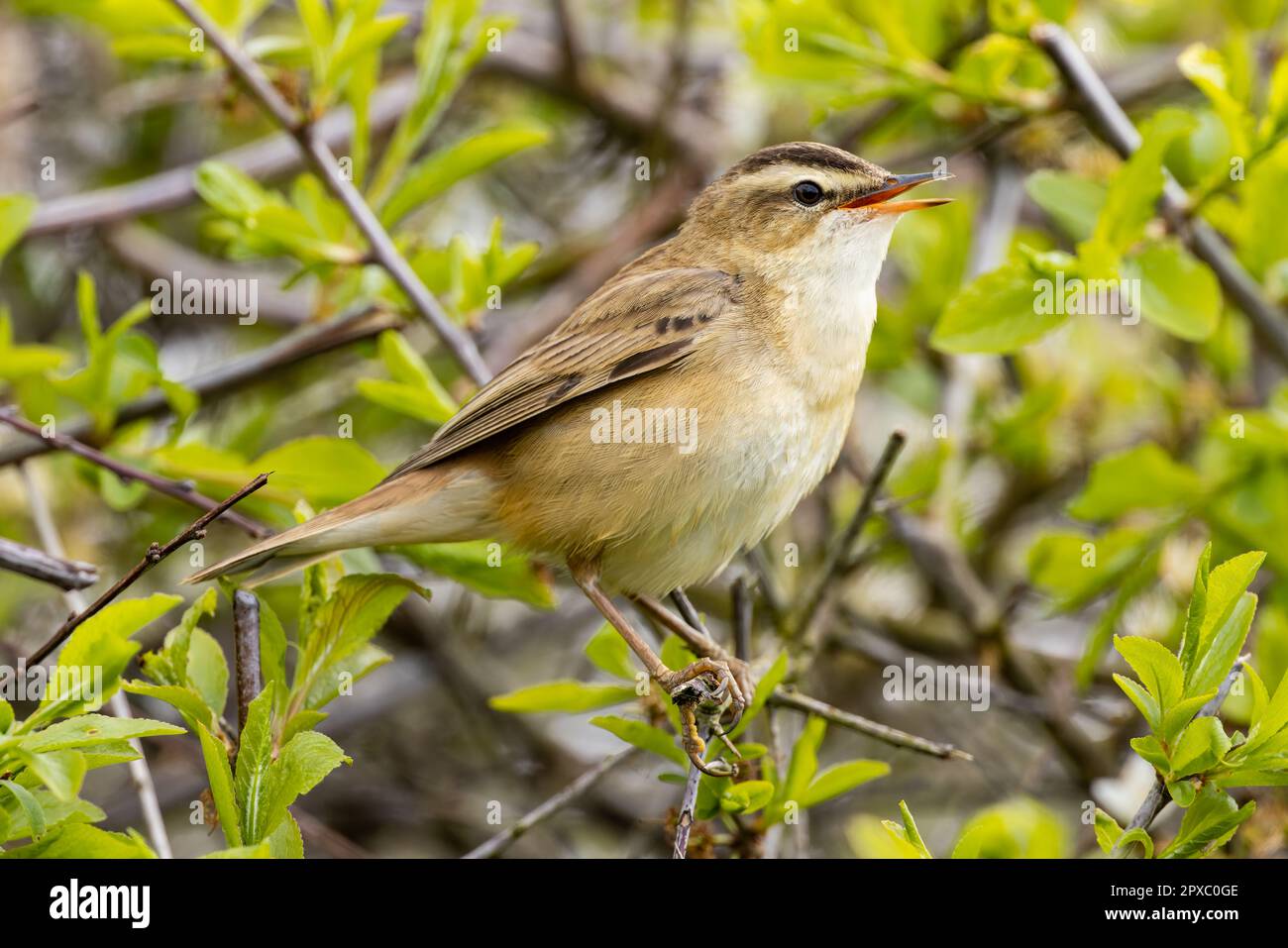 Paruline de perce chantant dans un Bush Banque D'Images