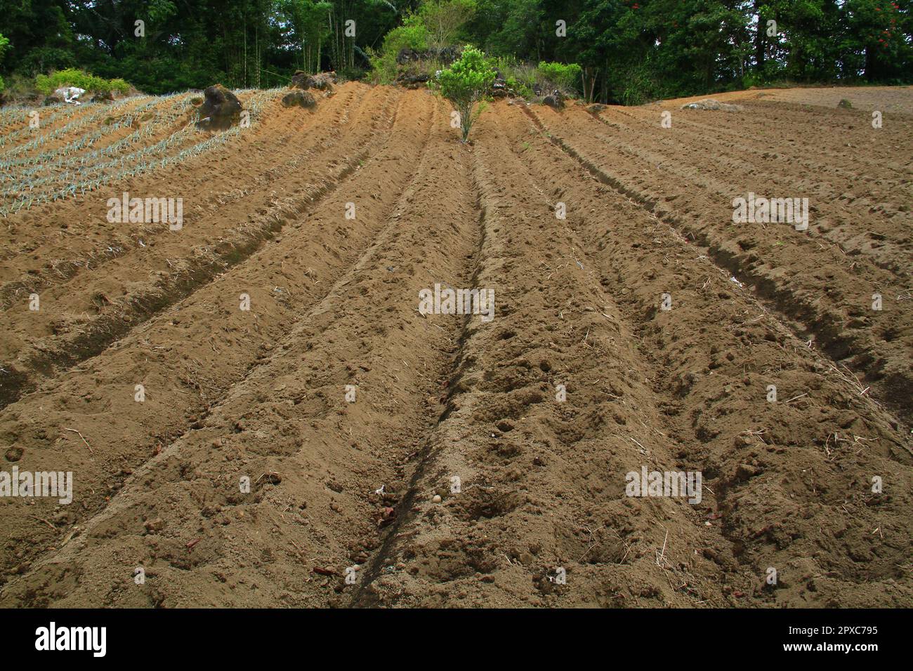 La parcelle de terre est prête à être plantée avec des légumes Banque D'Images