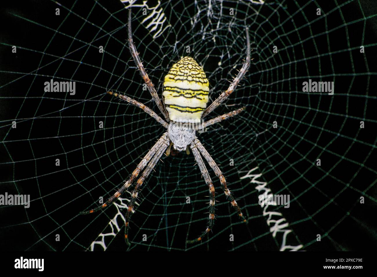 Toile d'araignée et d'araignée, Satara, Maharashtra, Inde Banque D'Images