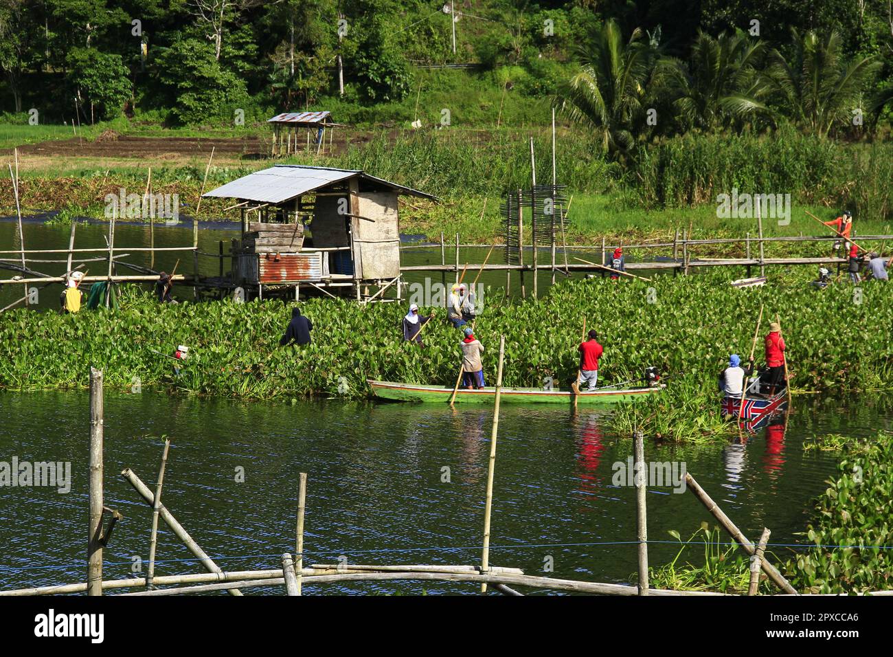 Les travailleurs nettoient la jacinthe d'eau qui couvre la surface du lac. Banque D'Images