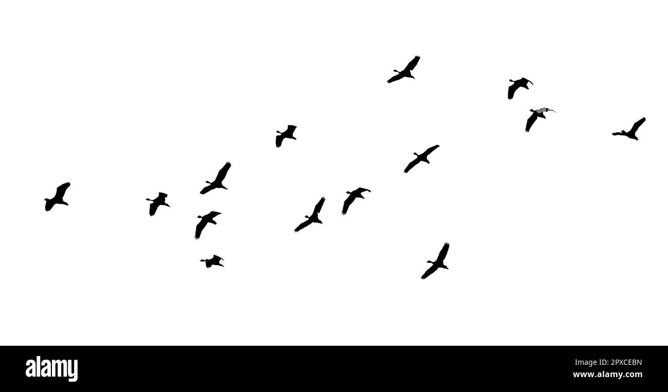 un troupeau d'oiseaux illuminé isolat Banque D'Images