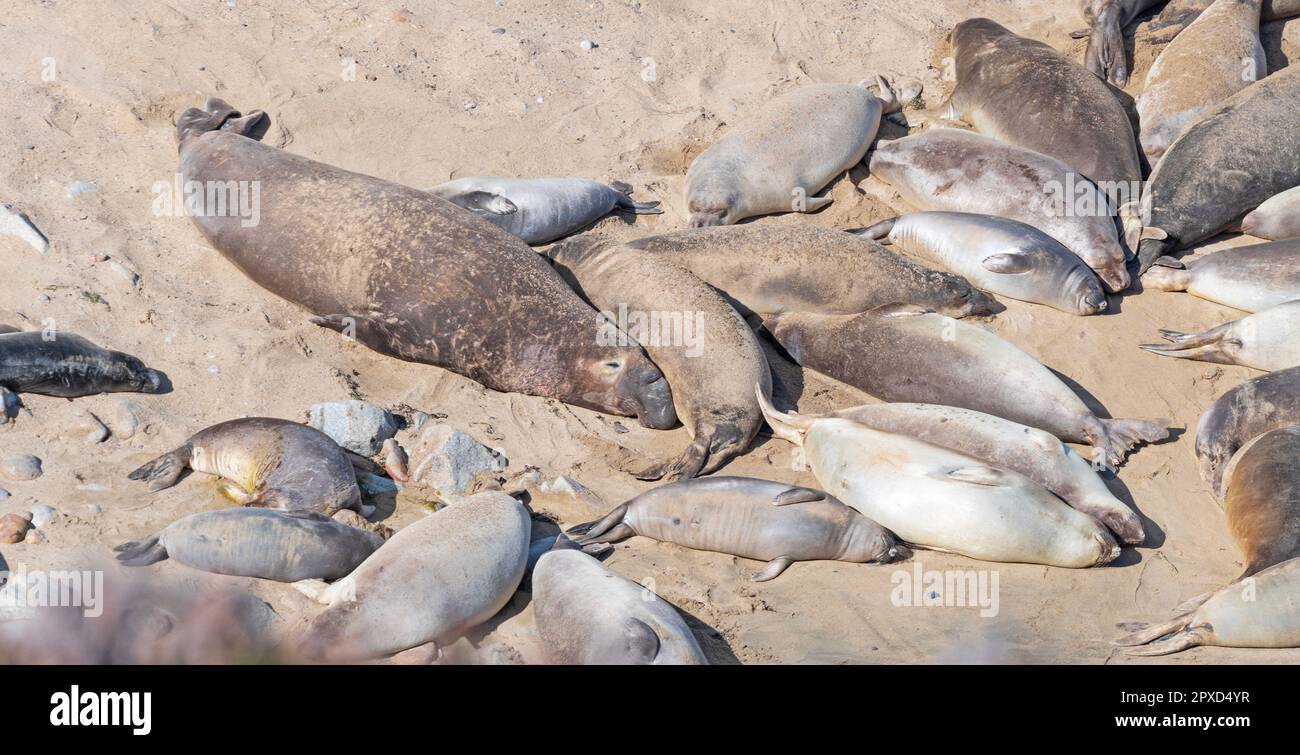 Éléphants de mer se reposant sur une plage éloignée à point Reyes National Seshore en Californie Banque D'Images